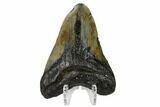 Bargain, Fossil Megalodon Tooth - North Carolina #153132-2